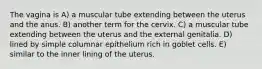 The vagina is A) a muscular tube extending between the uterus and the anus. B) another term for the cervix. C) a muscular tube extending between the uterus and the external genitalia. D) lined by simple columnar epithelium rich in goblet cells. E) similar to the inner lining of the uterus.