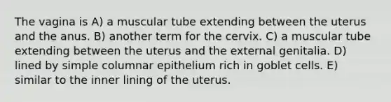 The vagina is A) a muscular tube extending between the uterus and the anus. B) another term for the cervix. C) a muscular tube extending between the uterus and the external genitalia. D) lined by simple columnar epithelium rich in goblet cells. E) similar to the inner lining of the uterus.