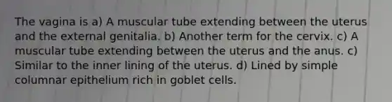 The vagina is a) A muscular tube extending between the uterus and the external genitalia. b) Another term for the cervix. c) A muscular tube extending between the uterus and the anus. c) Similar to the inner lining of the uterus. d) Lined by simple columnar epithelium rich in goblet cells.