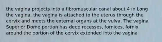 the vagina projects into a fibromuscular canal about 4 in Long the vagina. the vagina is attached to the uterus through the cervix and meets the external organs at the vulva. The vagina Superior Dome portion has deep recesses, fornices, fornix around the portion of the cervix extended into the vagina