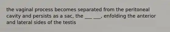 the vaginal process becomes separated from the peritoneal cavity and persists as a sac, the ___ ___, enfolding the anterior and lateral sides of the testis