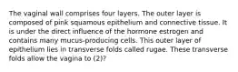 The vaginal wall comprises four layers. The outer layer is composed of pink squamous epithelium and connective tissue. It is under the direct influence of the hormone estrogen and contains many mucus-producing cells. This outer layer of epithelium lies in transverse folds called rugae. These transverse folds allow the vagina to (2)?