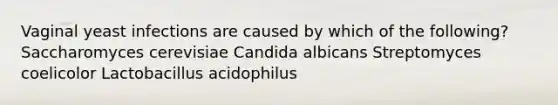 Vaginal yeast infections are caused by which of the following? Saccharomyces cerevisiae Candida albicans Streptomyces coelicolor Lactobacillus acidophilus