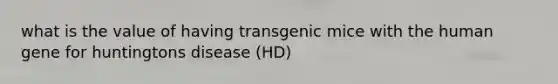 what is the value of having transgenic mice with the human gene for huntingtons disease (HD)