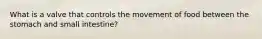 What is a valve that controls the movement of food between the stomach and small intestine?