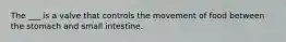 The ___ is a valve that controls the movement of food between the stomach and small intestine.