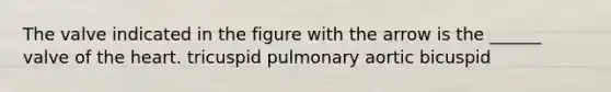 The valve indicated in the figure with the arrow is the ______ valve of the heart. tricuspid pulmonary aortic bicuspid