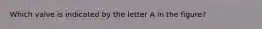 Which valve is indicated by the letter A in the figure?