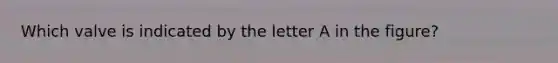 Which valve is indicated by the letter A in the figure?