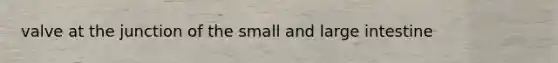 valve at the junction of the small and large intestine