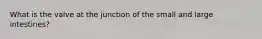 What is the valve at the junction of the small and large intestines?