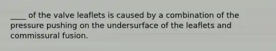 ____ of the valve leaflets is caused by a combination of the pressure pushing on the undersurface of the leaflets and commissural fusion.