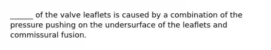 ______ of the valve leaflets is caused by a combination of the pressure pushing on the undersurface of the leaflets and commissural fusion.