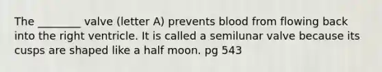 The ________ valve (letter A) prevents blood from flowing back into the right ventricle. It is called a semilunar valve because its cusps are shaped like a half moon. pg 543