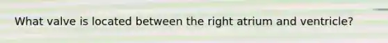 What valve is located between the right atrium and ventricle?
