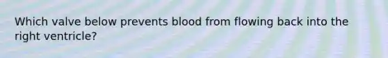 Which valve below prevents blood from flowing back into the right ventricle?