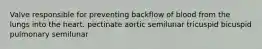 Valve responsible for preventing backflow of blood from the lungs into the heart. pectinate aortic semilunar tricuspid bicuspid pulmonary semilunar