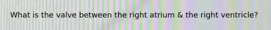 What is the valve between the right atrium & the right ventricle?