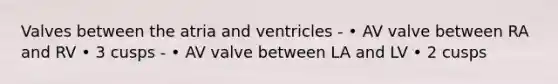 Valves between the atria and ventricles - • AV valve between RA and RV • 3 cusps - • AV valve between LA and LV • 2 cusps