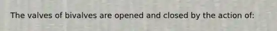 The valves of bivalves are opened and closed by the action of: