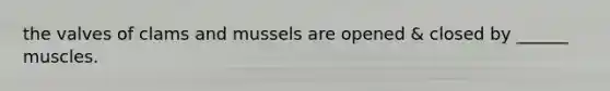 the valves of clams and mussels are opened & closed by ______ muscles.