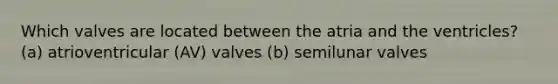 Which valves are located between the atria and the ventricles? (a) atrioventricular (AV) valves (b) semilunar valves