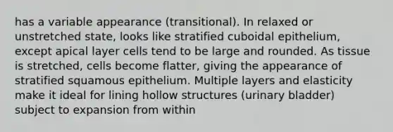 has a variable appearance (transitional). In relaxed or unstretched state, looks like stratified cuboidal epithelium, except apical layer cells tend to be large and rounded. As tissue is stretched, cells become flatter, giving the appearance of stratified squamous epithelium. Multiple layers and elasticity make it ideal for lining hollow structures (urinary bladder) subject to expansion from within