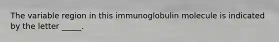 The variable region in this immunoglobulin molecule is indicated by the letter _____.