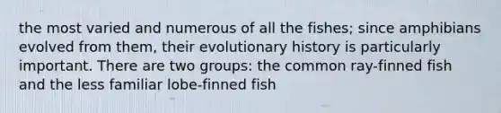 the most varied and numerous of all the fishes; since amphibians evolved from them, their evolutionary history is particularly important. There are two groups: the common ray-finned fish and the less familiar lobe-finned fish