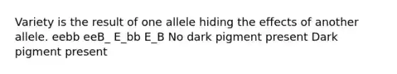 Variety is the result of one allele hiding the effects of another allele. eebb eeB_ E_bb E_B No dark pigment present Dark pigment present