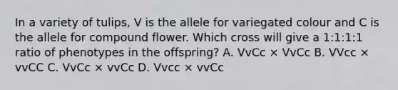 In a variety of tulips, V is the allele for variegated colour and C is the allele for compound flower. Which cross will give a 1:1:1:1 ratio of phenotypes in the offspring? A. VvCc × VvCc B. VVcc × vvCC C. VvCc × vvCc D. Vvcc × vvCc