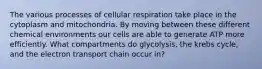 The various processes of cellular respiration take place in the cytoplasm and mitochondria. By moving between these different chemical environments our cells are able to generate ATP more efficiently. What compartments do glycolysis, the krebs cycle, and the electron transport chain occur in?