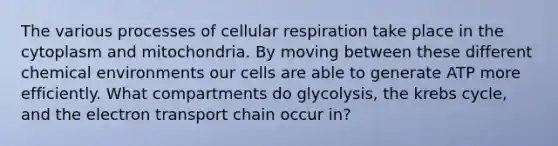 The various processes of cellular respiration take place in the cytoplasm and mitochondria. By moving between these different chemical environments our cells are able to generate ATP more efficiently. What compartments do glycolysis, the krebs cycle, and the electron transport chain occur in?