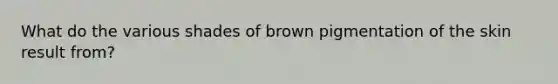 What do the various shades of brown pigmentation of the skin result from?