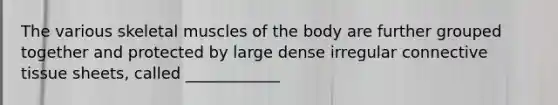 The various skeletal muscles of the body are further grouped together and protected by large dense irregular connective tissue sheets, called ____________