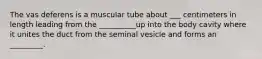 The vas deferens is a muscular tube about ___ centimeters in length leading from the __________up into the body cavity where it unites the duct from the seminal vesicle and forms an _________.