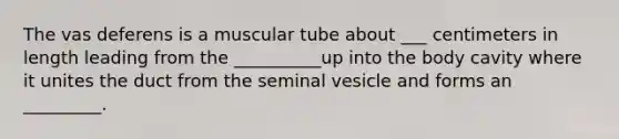 The vas deferens is a muscular tube about ___ centimeters in length leading from the __________up into the body cavity where it unites the duct from the seminal vesicle and forms an _________.