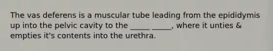 The vas deferens is a muscular tube leading from the epididymis up into the pelvic cavity to the _____ _____, where it unties & empties it's contents into the urethra.