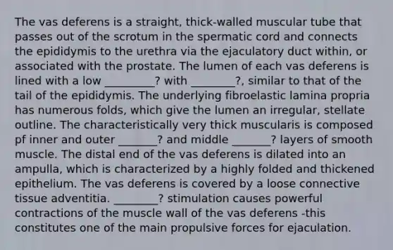 The vas deferens is a straight, thick-walled muscular tube that passes out of the scrotum in the spermatic cord and connects the epididymis to the urethra via the ejaculatory duct within, or associated with the prostate. The lumen of each vas deferens is lined with a low _________? with ________?, similar to that of the tail of the epididymis. The underlying fibroelastic lamina propria has numerous folds, which give the lumen an irregular, stellate outline. The characteristically very thick muscularis is composed pf inner and outer _______? and middle _______? layers of smooth muscle. The distal end of the vas deferens is dilated into an ampulla, which is characterized by a highly folded and thickened epithelium. The vas deferens is covered by a loose connective tissue adventitia. ________? stimulation causes powerful contractions of the muscle wall of the vas deferens -this constitutes one of the main propulsive forces for ejaculation.