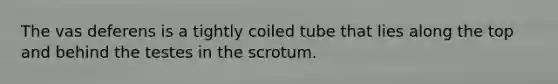 The vas deferens is a tightly coiled tube that lies along the top and behind the testes in the scrotum.