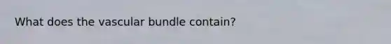 What does the vascular bundle contain?