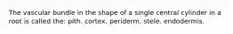The vascular bundle in the shape of a single central cylinder in a root is called the: pith. cortex. periderm. stele. endodermis.