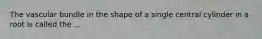 The vascular bundle in the shape of a single central cylinder in a root is called the ...