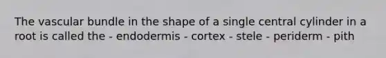 The vascular bundle in the shape of a single central cylinder in a root is called the - endodermis - cortex - stele - periderm - pith