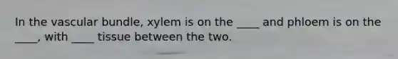 In the vascular bundle, xylem is on the ____ and phloem is on the ____, with ____ tissue between the two.