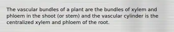 The vascular bundles of a plant are the bundles of xylem and phloem in the shoot (or stem) and the vascular cylinder is the centralized xylem and phloem of the root.