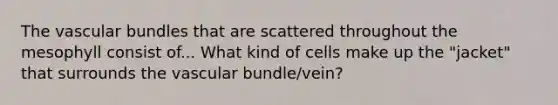 The vascular bundles that are scattered throughout the mesophyll consist of... What kind of cells make up the "jacket" that surrounds the vascular bundle/vein?