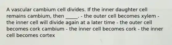 A vascular cambium cell divides. If the inner daughter cell remains cambium, then _____. - the outer cell becomes xylem - the inner cell will divide again at a later time - the outer cell becomes cork cambium - the inner cell becomes cork - the inner cell becomes cortex