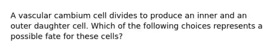 A vascular cambium cell divides to produce an inner and an outer daughter cell. Which of the following choices represents a possible fate for these cells?