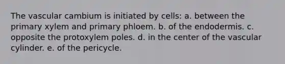 The vascular cambium is initiated by cells: a. between the primary xylem and primary phloem. b. of the endodermis. c. opposite the protoxylem poles. d. in the center of the vascular cylinder. e. of the pericycle.